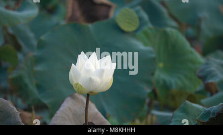 Fleur de lotus blanc. Image libre de haute qualité avec des stfock belle fleur de lotus blanc. Le contexte du livre blanc des fleurs de lotus est vert feuille Banque D'Images