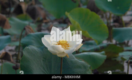 Fleur de lotus blanc. Image libre de haute qualité avec des stfock belle fleur de lotus blanc. Le contexte du livre blanc des fleurs de lotus est vert feuille Banque D'Images