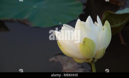 Fleur de lotus blanc. Image libre de haute qualité avec des stfock belle fleur de lotus blanc. Le contexte du livre blanc des fleurs de lotus est vert feuille Banque D'Images