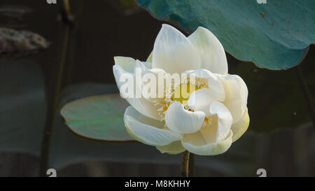 Fleur de lotus blanc. Image libre de haute qualité avec des stfock belle fleur de lotus blanc. Le contexte du livre blanc des fleurs de lotus est vert feuille Banque D'Images