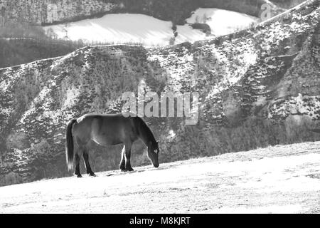 Le pâturage des chevaux sauvages au sommet d'une montagne en noir et blanc Banque D'Images