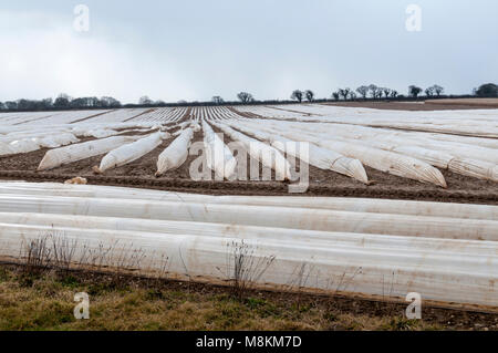 Le paillis de plastique sur un champ à Norfolk, pour réchauffer le sol et protéger les cultures jeunes. Banque D'Images