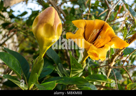 Angel fleurs dans jardin à Cato-Paphos au printemps , Chypre, Méditerranéenne Banque D'Images