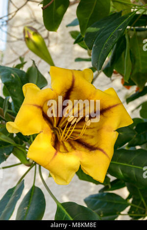 Angel fleurs dans jardin à Cato-Paphos au printemps , Chypre, Méditerranéenne Banque D'Images