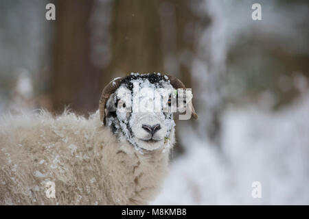 Moutons Swaledale dans la neige dans le Yorkshire Dales. Banque D'Images