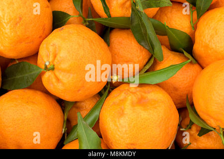 Farm Fresh oranges dans le marché du samedi dans la zone touristique de Paphos Chypre, Méditerranéenne Banque D'Images