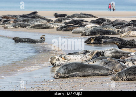 Les phoques gris se reposant à la plage de l'île allemande de Helgoland Banque D'Images