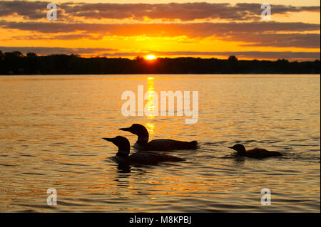 La famille huart, coucher de soleil, (Gavia immer), MN USA, par Dominique Braud/Dembinsky Assoc Photo Banque D'Images