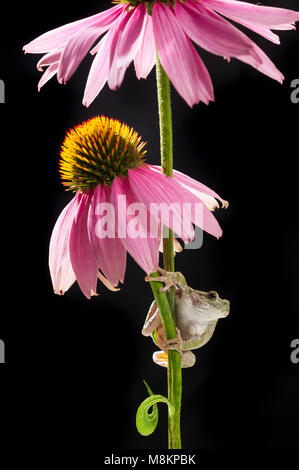 Rainette (Hyla versicolor) sur la floraison de fleurs de cône (Echinacea purpurea), MN, USA par Dominique Braud/Dembinsky Assoc Photo Banque D'Images