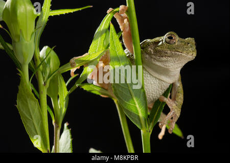 Rainette (Hyla versicolor) sur Balloon Flower (Dryas octopetala), MN, USA, par Dominique Braud/Dembinsky Assoc Photo Banque D'Images