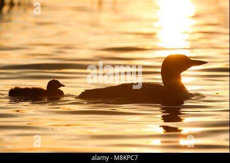 La famille huart, coucher de soleil, (Gavia immer), MN USA, par Dominique Braud/Dembinsky Assoc Photo Banque D'Images