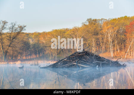 Beaver Lodge, brouillard, bernaches du Canada, William O'Brien SP, MN USA. Début mai, par Dominique Braud/Dembinsky Assoc Photo Banque D'Images