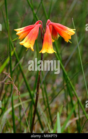 Blandfordia, communément appelé Christmas Bells, est un genre de quatre espèces de plantes à fleurs indigènes à l'est de l'Australie. Banque D'Images