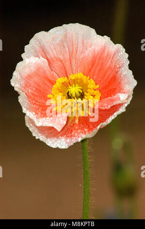 L'Islande pavot (Papaver nudicaule) Banque D'Images