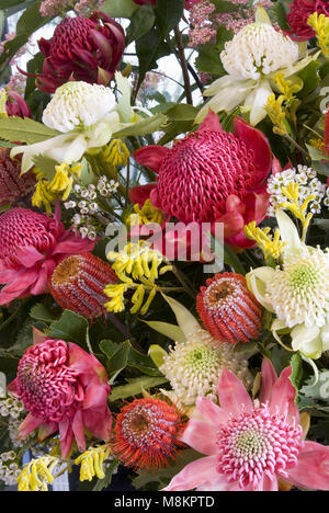 Une sélection de fleurs sauvages australiennes coupées comprenant des fleurs de Waratahs et de Banksia Banque D'Images