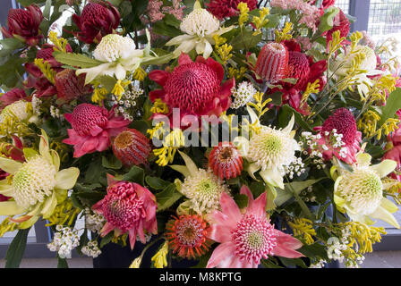 Une sélection de fleurs sauvages australiennes coupées comprenant des waratahs et Banksia et des Kangaroo Paws, Mount Tomah, Nouvelle-Galles du Sud, Australie Banque D'Images