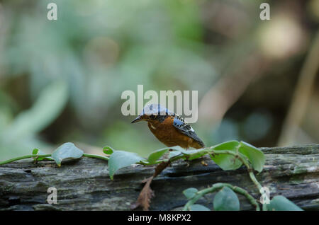 Des mâles à gorge blanche Rock Thrush (Monticola gularis) dans la nature en Thaïlande Banque D'Images