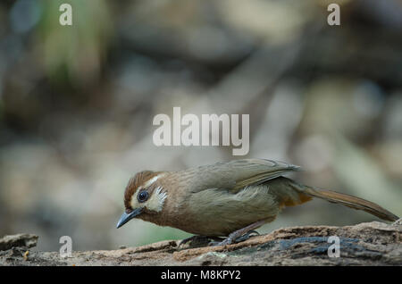 White-browed Laughingthrush oiseau (Garrulax sannio) dans la nature en Thaïlande Banque D'Images