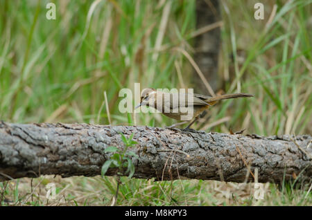 White-browed Laughingthrush oiseau (Garrulax sannio) dans la nature en Thaïlande Banque D'Images