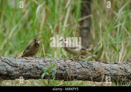 White-browed Laughingthrush oiseau (Garrulax sannio) dans la nature en Thaïlande Banque D'Images