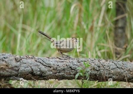 White-browed Laughingthrush oiseau (Garrulax sannio) dans la nature en Thaïlande Banque D'Images