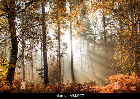 Rayons de soleil brillant à travers la brume du matin dans les bois, Dorset, England, UK Banque D'Images