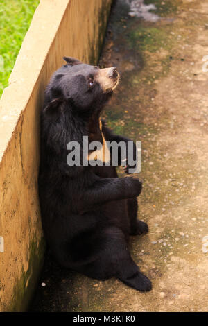 Libre grand ours noir est assis sur ses pattes arrière s'appuie sur l'obstacle au zoo de parc tropical en Asie Banque D'Images