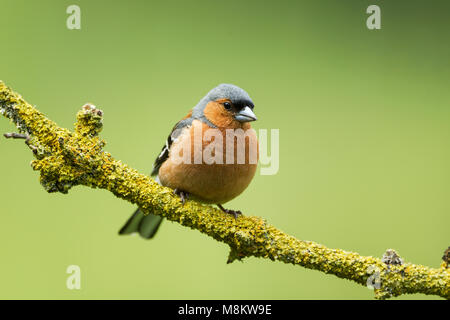 Chaffinch mâle, nom latin Fringilla coelebs, perché sur un rameau couvert de lichens colorés sur fond vert Banque D'Images