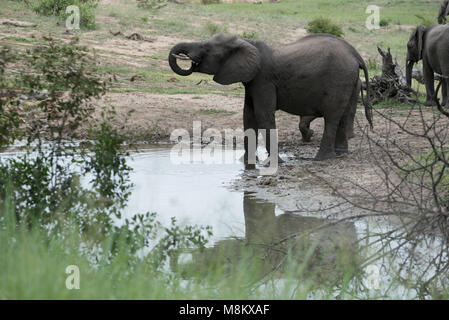 L'eau potable des éléphants Banque D'Images