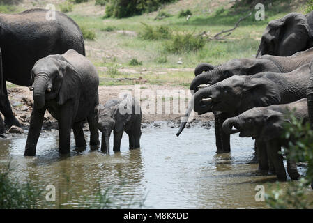 Troupeau d'éléphants à partir d'un point d'eau potable Banque D'Images