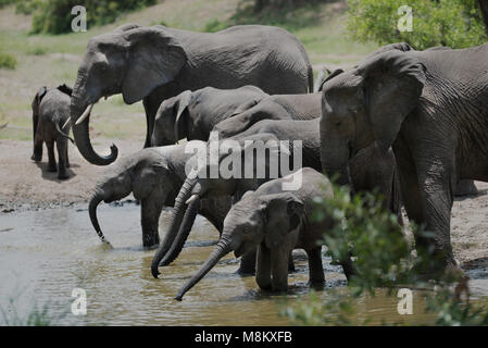 Élevage d'éléphants boire d'un barrage Banque D'Images