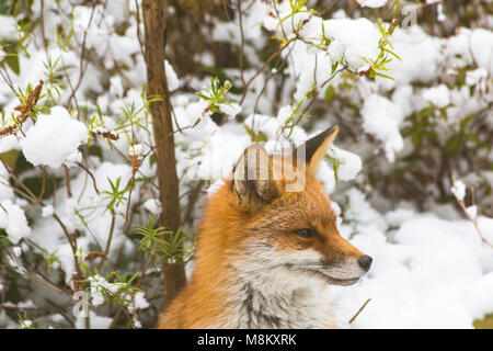 Bournemouth, Dorset, UK. 18 mars 2018. Météo France : urban fox, Vulpes vulpes, à la recherche de nourriture dans la neige dans un jardin de Bournemouth - bête de l'Est 2 Crédit : Carolyn Jenkins/Alamy Live News Banque D'Images