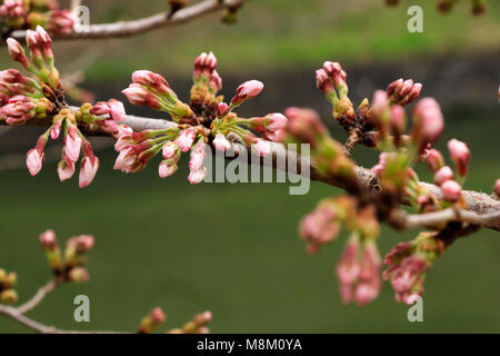 Les fleurs de cerisier commencent à sortir le 17 mars à Tokyo. C'est quatre jours plus tôt que l'an dernier. L'Agence météorologique a déclarée en observant l'échantillon cherry tree in temple Yasukuni. Ils semblent prendre plus de temps à fleur dans Chidori-ga-fuchi, où est l'un des plus populaires de visualisation des cerisiers en fleur. Credit : Miyoko Fukushima/Alamy Live News Banque D'Images