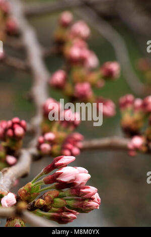 Les fleurs de cerisier commencent à sortir le 17 mars à Tokyo. C'est quatre jours plus tôt que l'an dernier. L'Agence météorologique a déclarée en observant l'échantillon cherry tree in temple Yasukuni. Ils semblent prendre plus de temps à fleur dans Chidori-ga-fuchi, où est l'un des plus populaires de visualisation des cerisiers en fleur. Credit : Miyoko Fukushima/Alamy Live News Banque D'Images