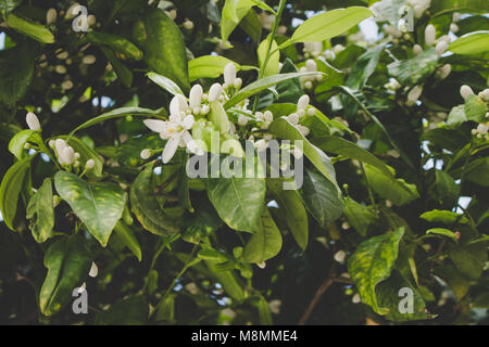Fleurs blanches. Fleurs blanches de l'oranger. Banque D'Images