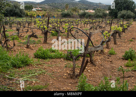 Rangée de vignes au printemps, Paphos, Chypre, Méditerranéenne Banque D'Images