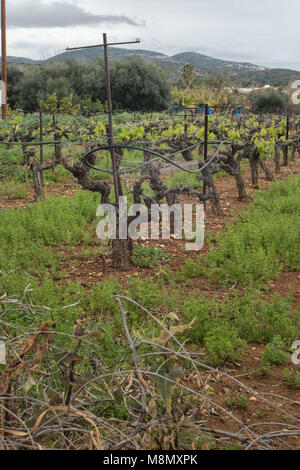 Rangée de vignes au printemps, Paphos, Chypre, Méditerranéenne Banque D'Images