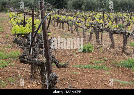 Rangée de vignes au printemps, Paphos, Chypre, Méditerranéenne Banque D'Images