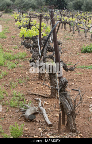 Rangée de vignes au printemps, Paphos, Chypre, Méditerranéenne Banque D'Images