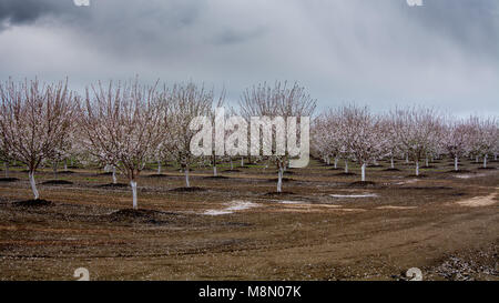 Vue panoramique de fleurs d'amandier dans la région de orchard dans le début du printemps en hivers, California, USA Banque D'Images