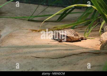 Tortue peinte de l'Ouest et de repos au soleil SUR UNE PLATE-FORME EN CAPTIVITÉ Banque D'Images