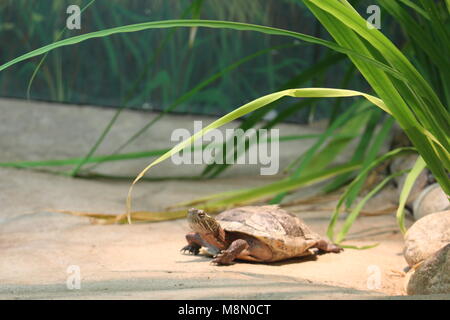 Tortue peinte de l'Ouest et de repos au soleil SUR UNE PLATE-FORME EN CAPTIVITÉ Banque D'Images