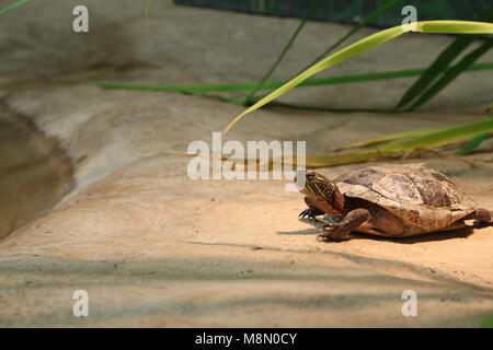 Tortue peinte de l'Ouest et de repos au soleil SUR UNE PLATE-FORME EN CAPTIVITÉ Banque D'Images