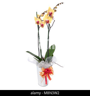 Belle orchidée dans un pot isolé Banque D'Images