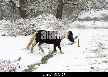 Le noir et blanc New Forest pony enjambant un fossé dans la neige, Godshill, Hampshire, Royaume-Uni Banque D'Images