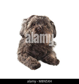 Jouet chien. Petit chien noir - Bichon isolated on white Banque D'Images