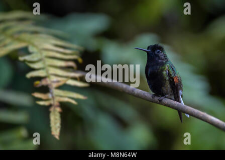 Colibri à ventre noir - Eupherusa nigriventris, beau noir et vert de colibris de la cascade La Paz Costa Rica. Banque D'Images