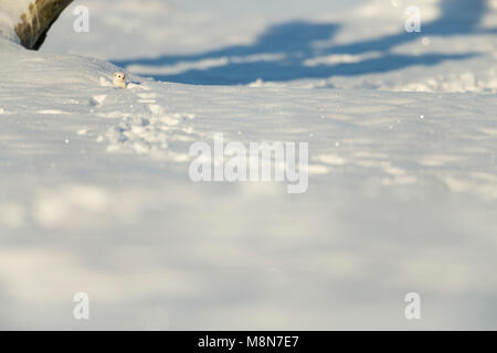 Moins belette Mustela nivalis, adulte, d'oeil de pistes dans la neige, Pikla Linnumaja, en Estonie en Février Banque D'Images