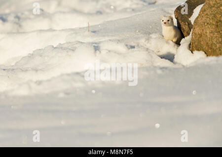 Moins belette Mustela nivalis, adulte, peeking de derrière des rochers dans la neige, Pikla Linnumaja, l'Estonie en Février Banque D'Images