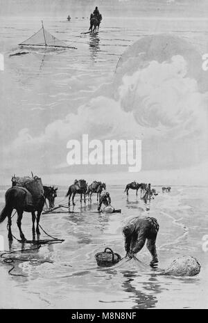 La pêche de crevettes à cheval traditionnelle, Photo de l'hebdomadaire français journal l'illustration, 1er décembre 1900 Banque D'Images